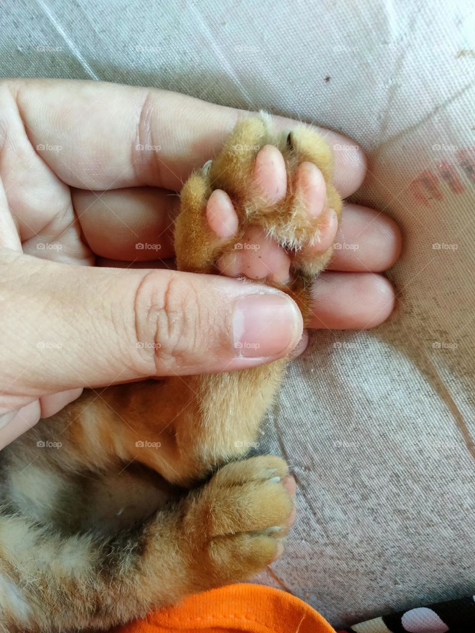 Look at this kitten's paws.