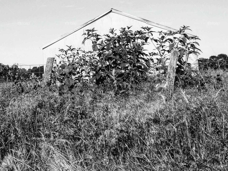 Old barn black and white