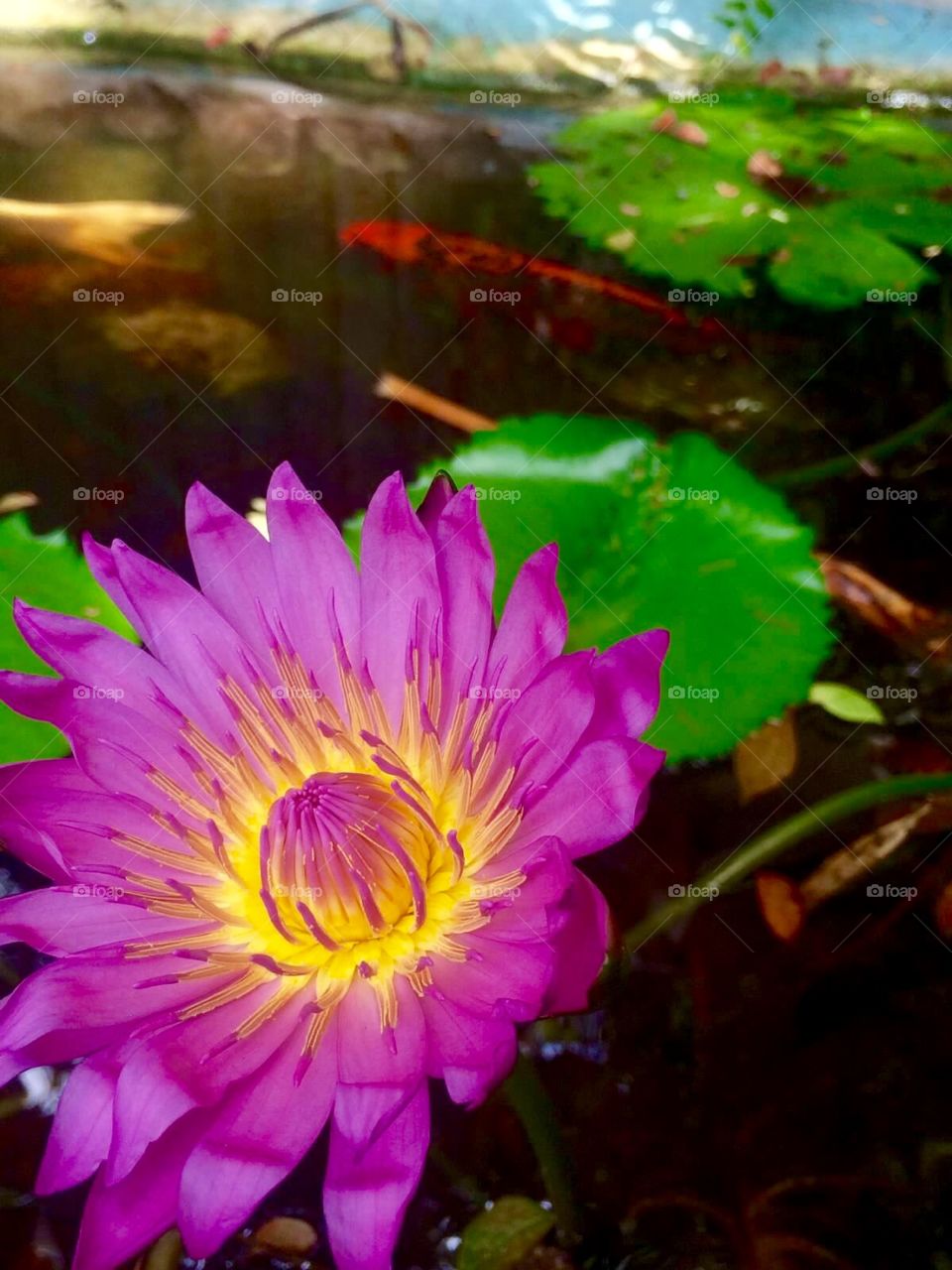 Beautiful purple flower in coy pond 
