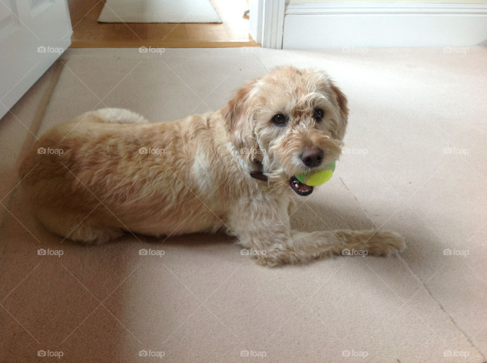 Purdie the labradoodle with her brand new tennis ball