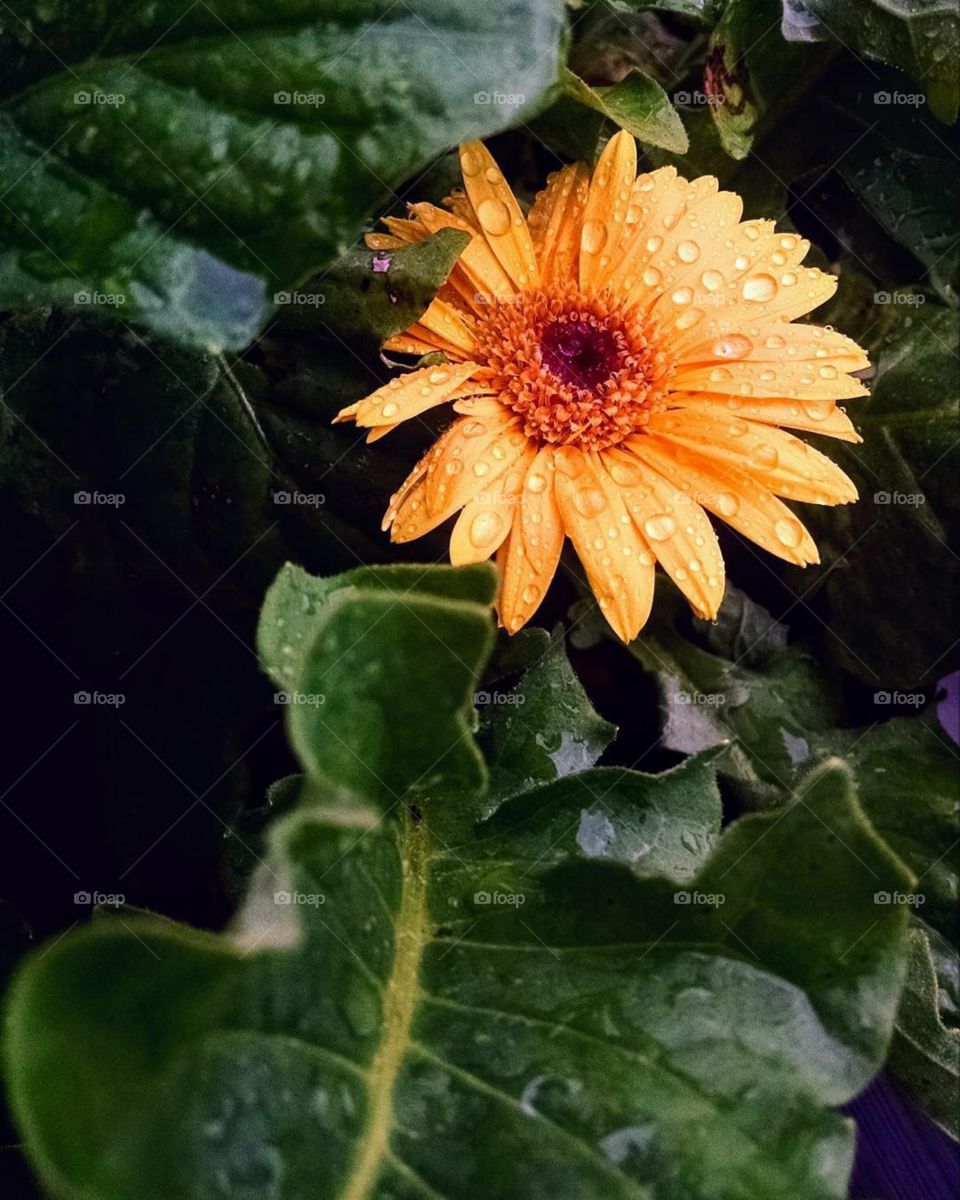 Yellow Gerbera Daisy in the Rain