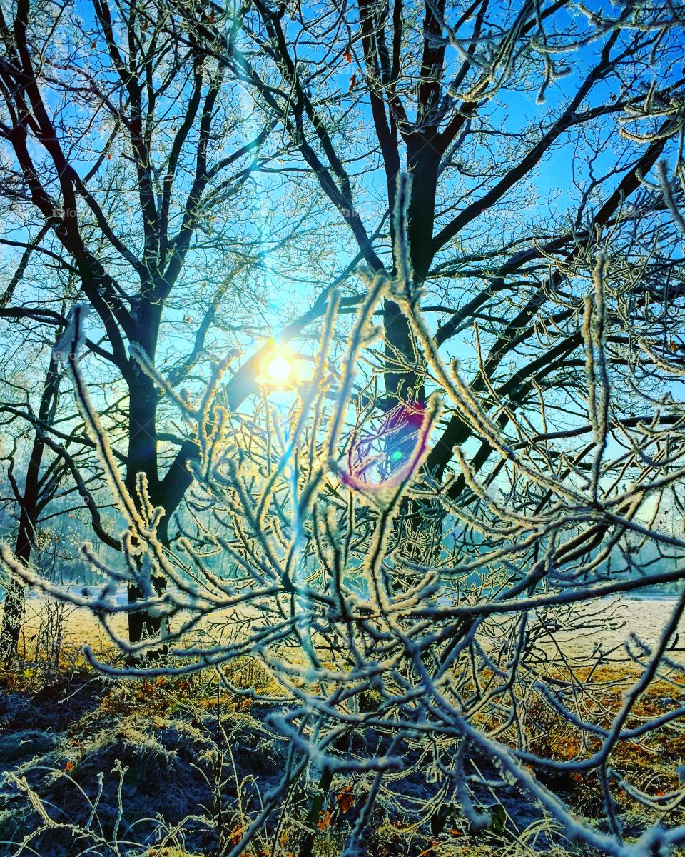 Snow and trees 