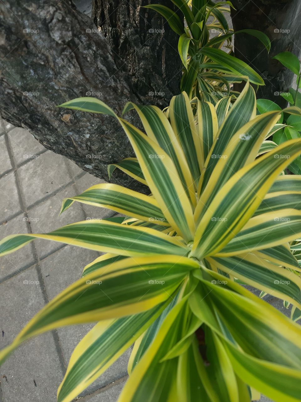 A mini decorative plants captured from the top view by phone