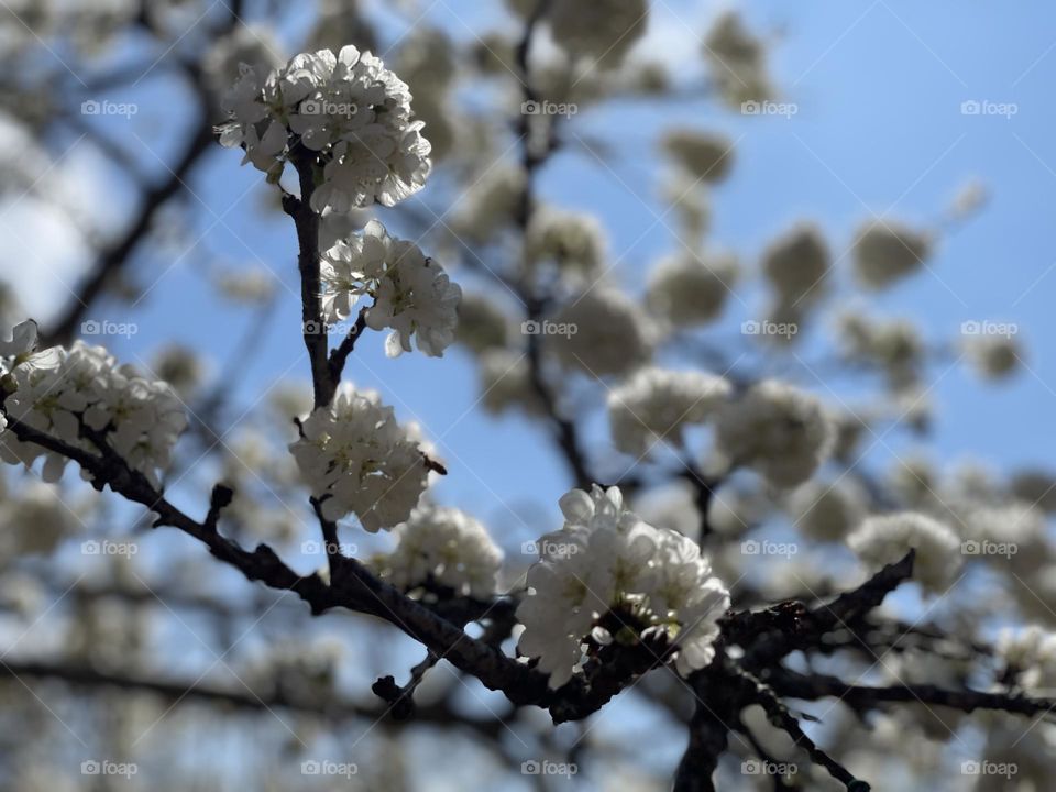Plum blossoms are in full bloom.
