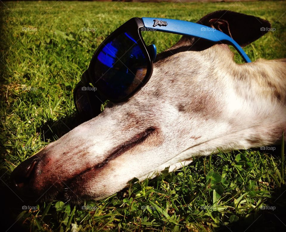 Jimminy Whippet wearing the cool Detour Shades!