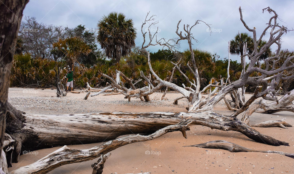 Botany Bay. One of the old trees in the bone yard of Botany Bay beach. 