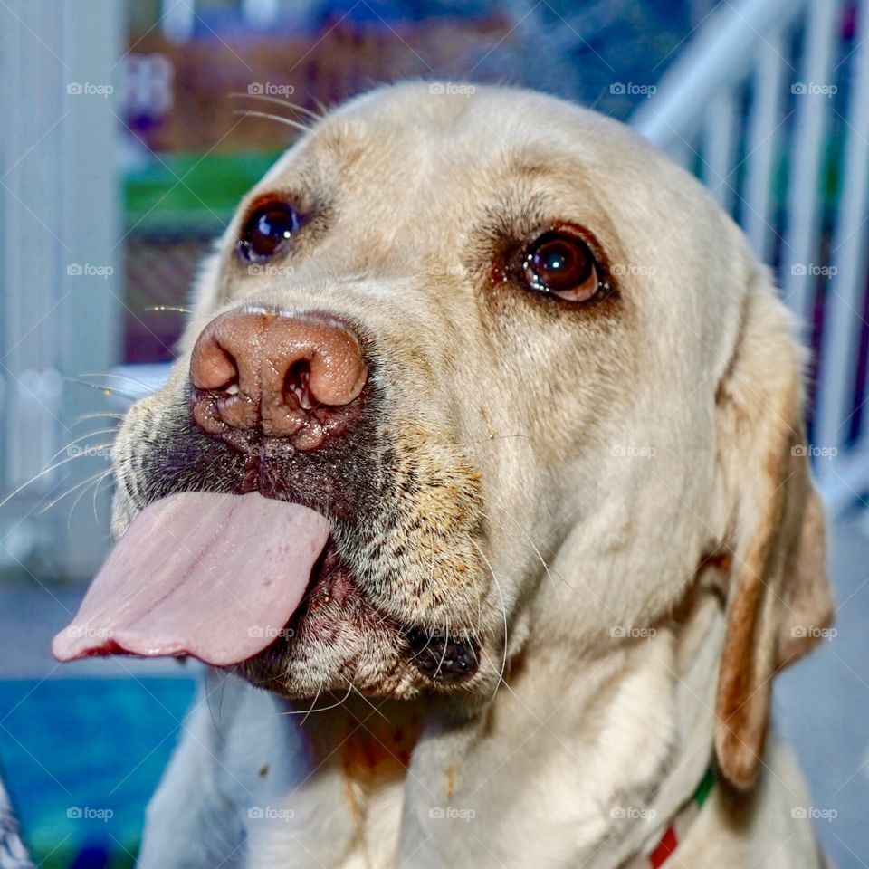 Dog sticking his big tongue out at his family 