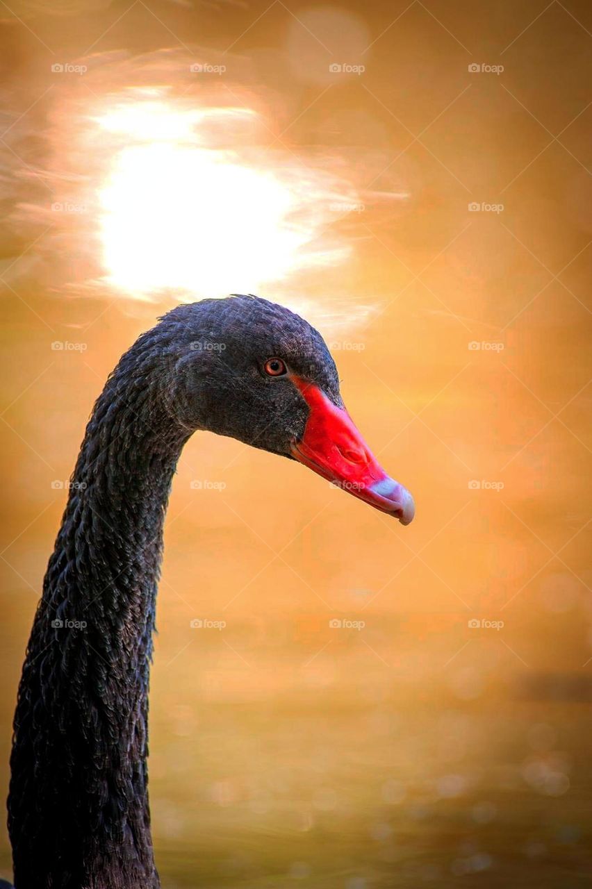 Spring. Birds. Black swan. Portrait of a black swan at sunset