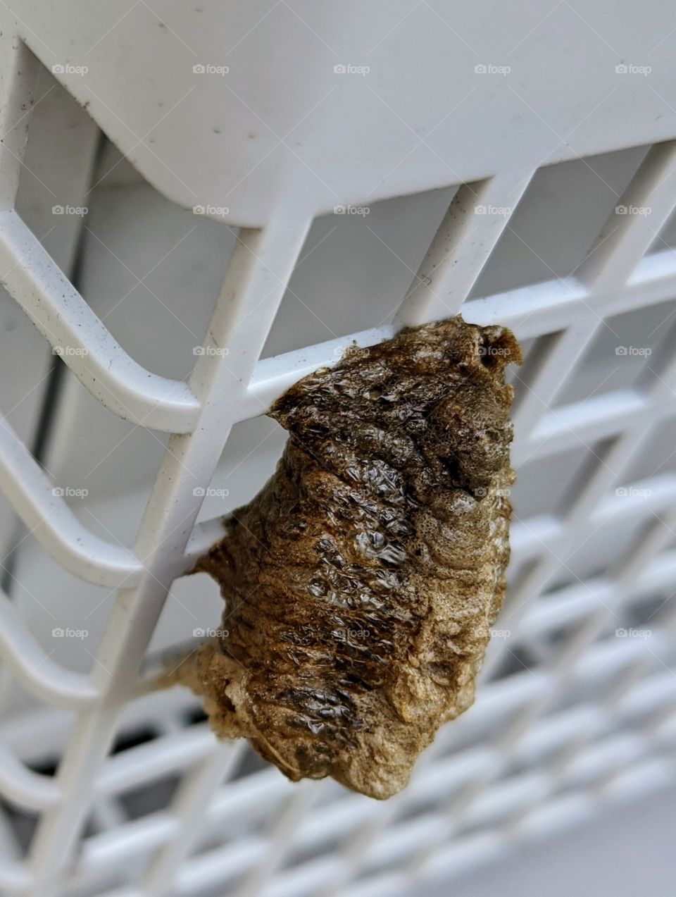 praying mantis cacoon