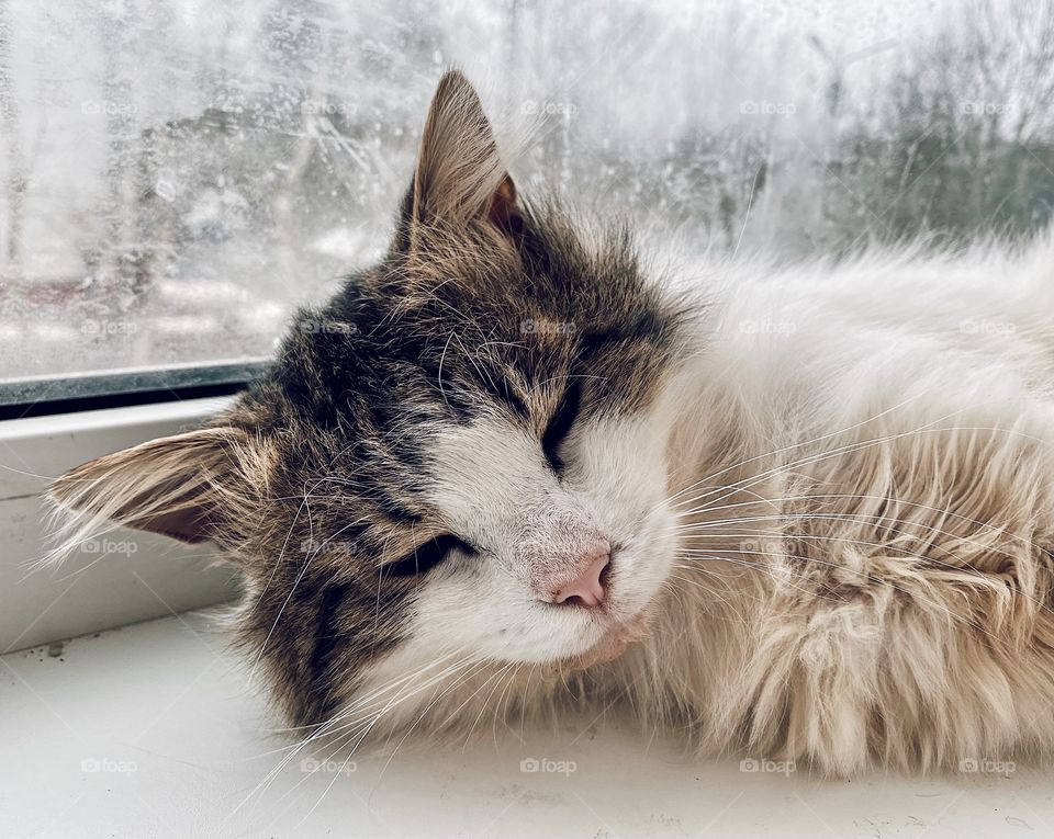 Sleeping cat portrait