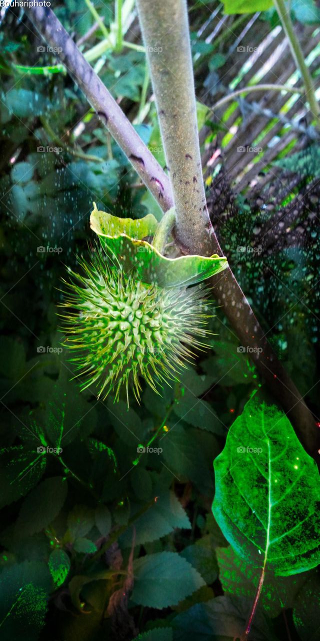 Métel_Datura innoxia