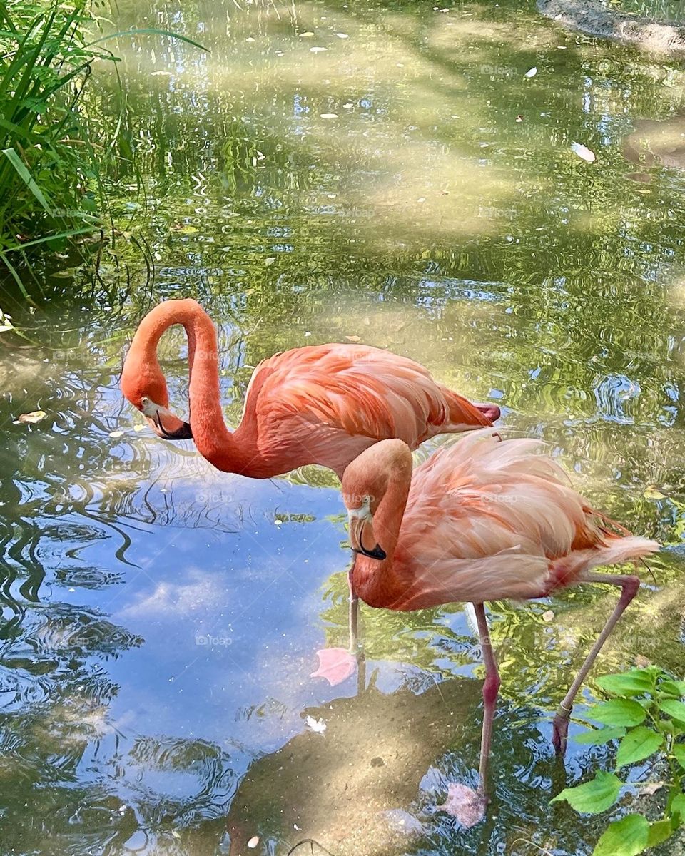 Flamingos in the water with tall grass