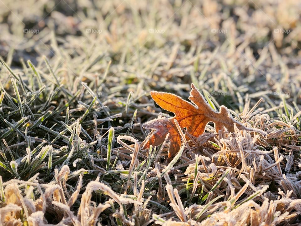 Frosted oak leaf in early morning frosted grass