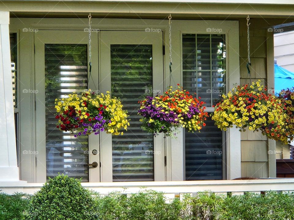 colorful hanging floral basket pots in front of windows on a Suburban house in Oregon