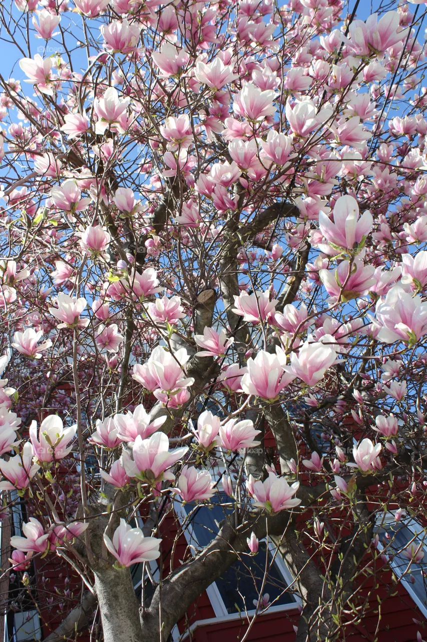 Magnolia tree against blue April sky 