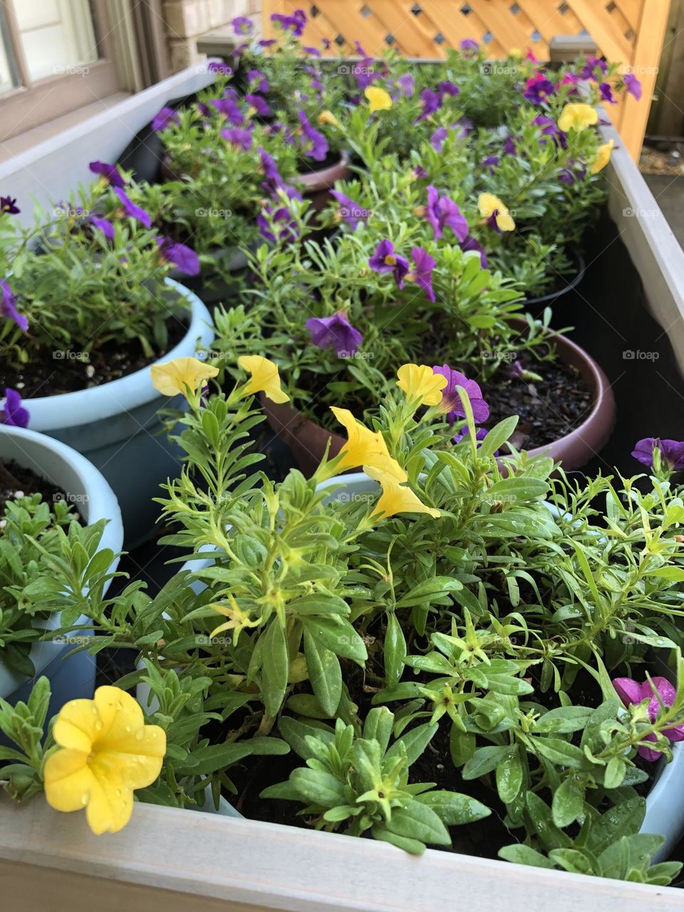 Petunias