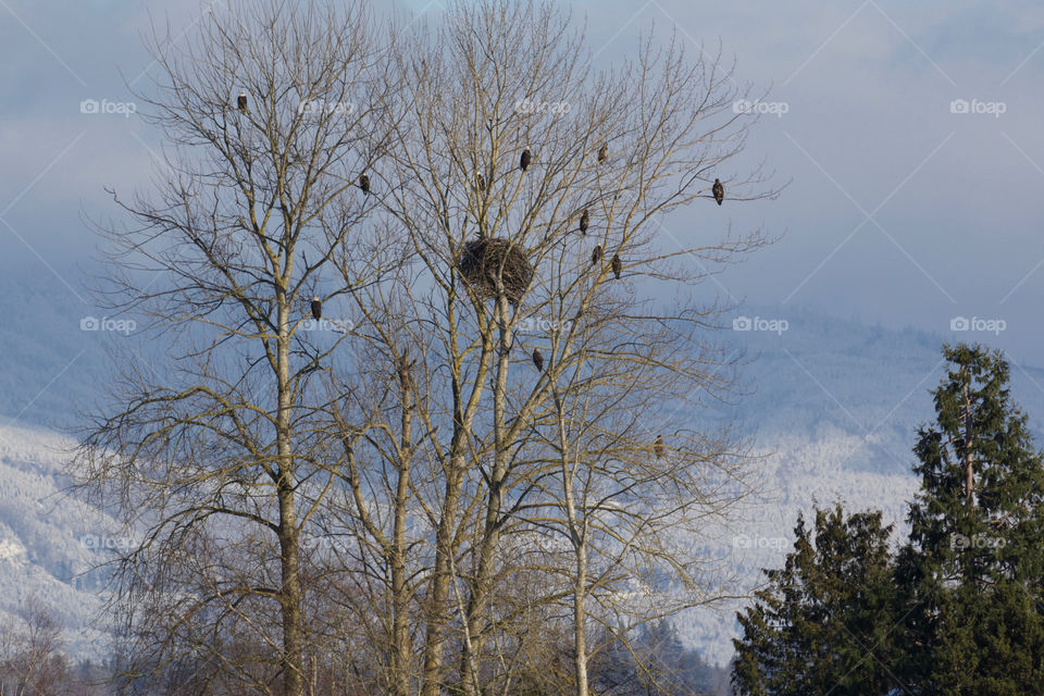 The eagle tree 