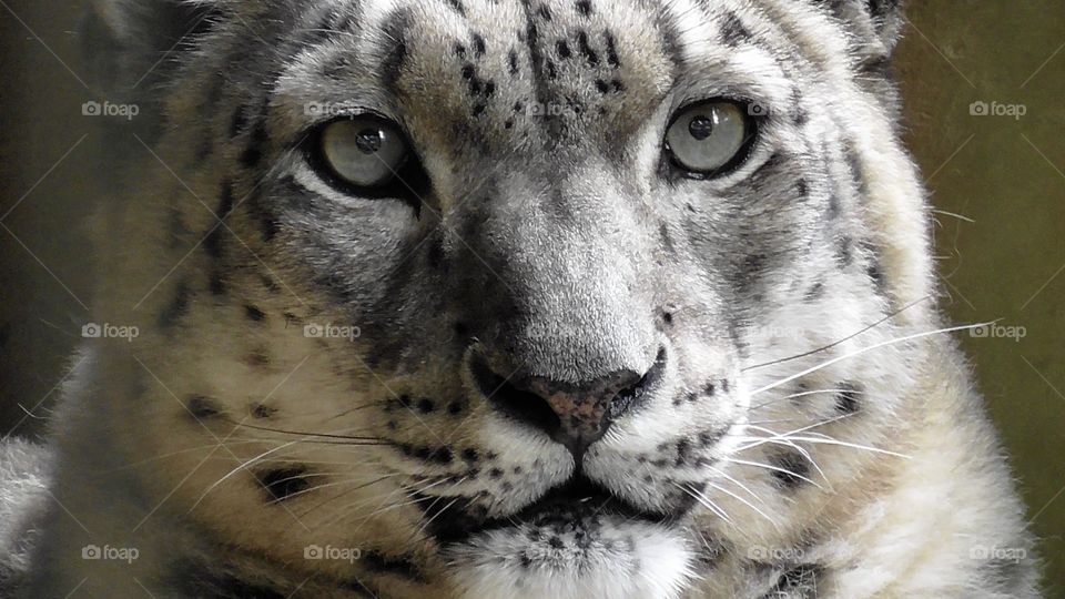 Close up shot of a snow leopard carefully watching it’s prey.