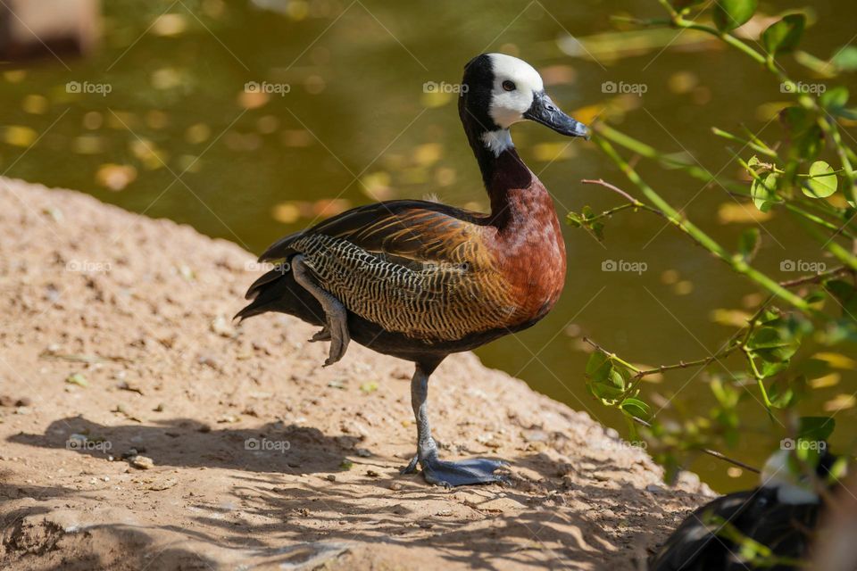 A duck with bright and beautiful colors stands next to a pond