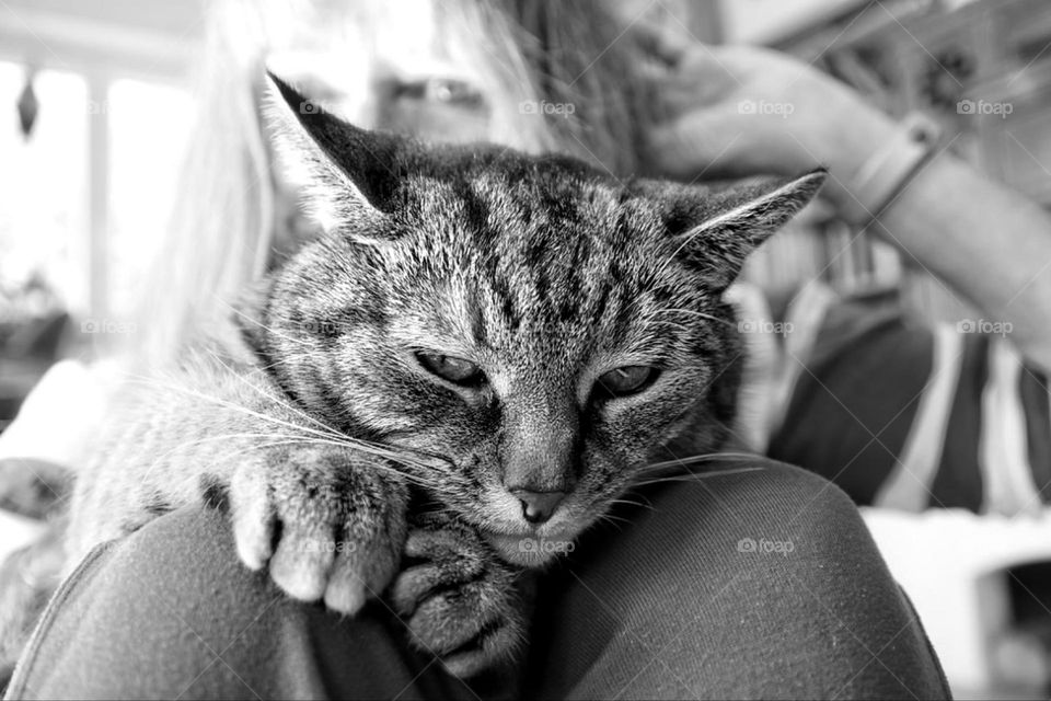 Black and white photo of a cat sitting on its owner's knees while the woman looks into the camera