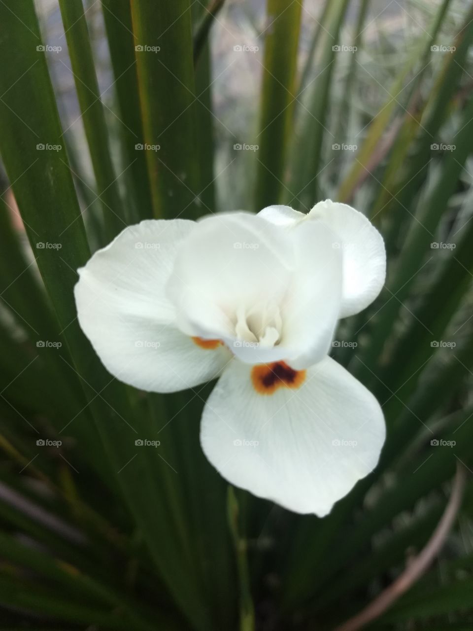white flower