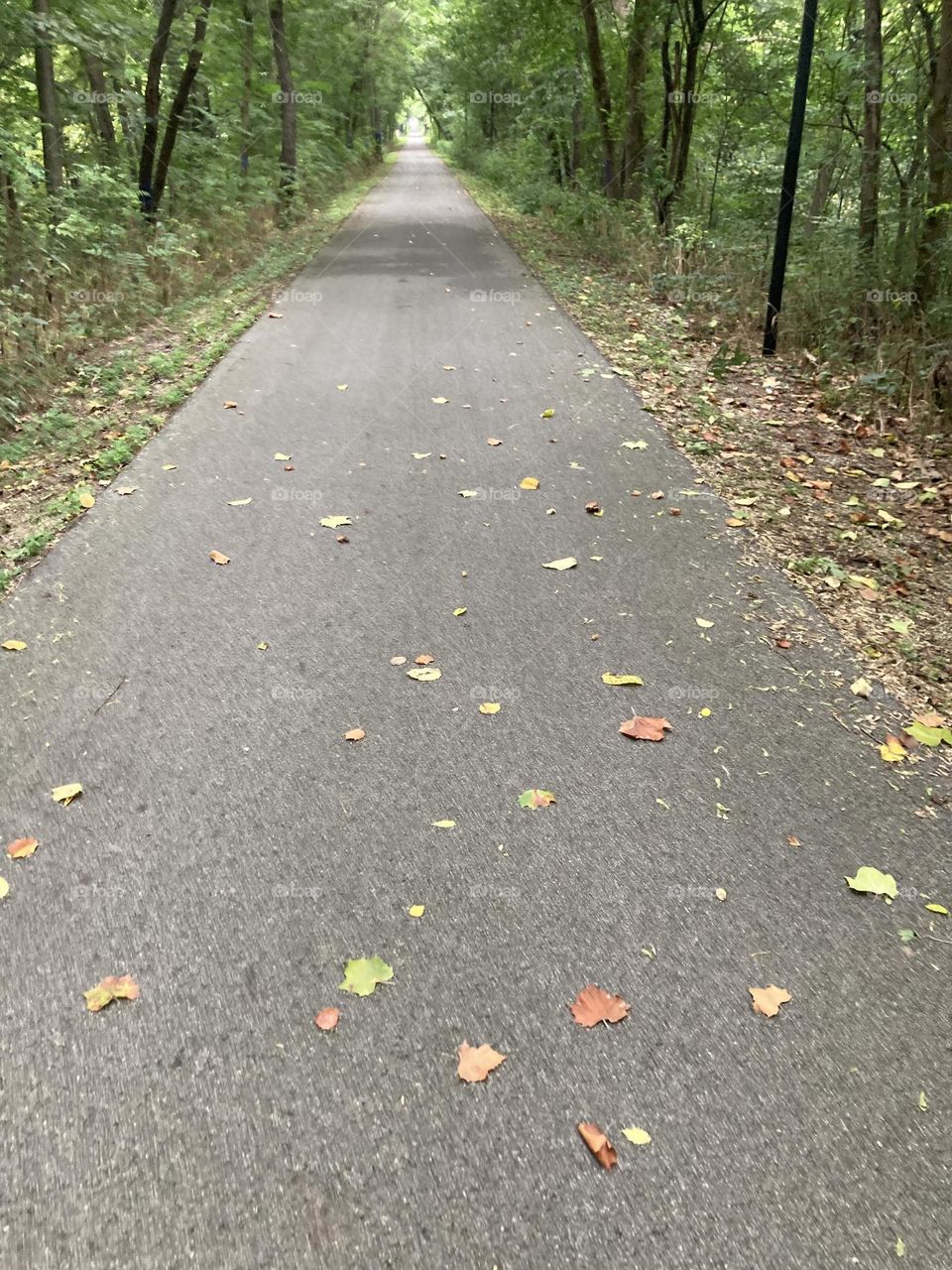 I take a morning walk everyday today was cloudy and 68 degrees it was so beautiful watching the leaves fall!! 