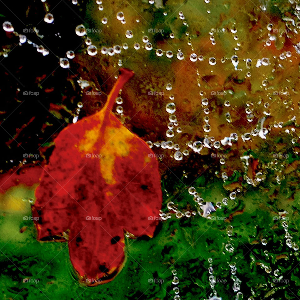vintage leaf raindrops net by cabday