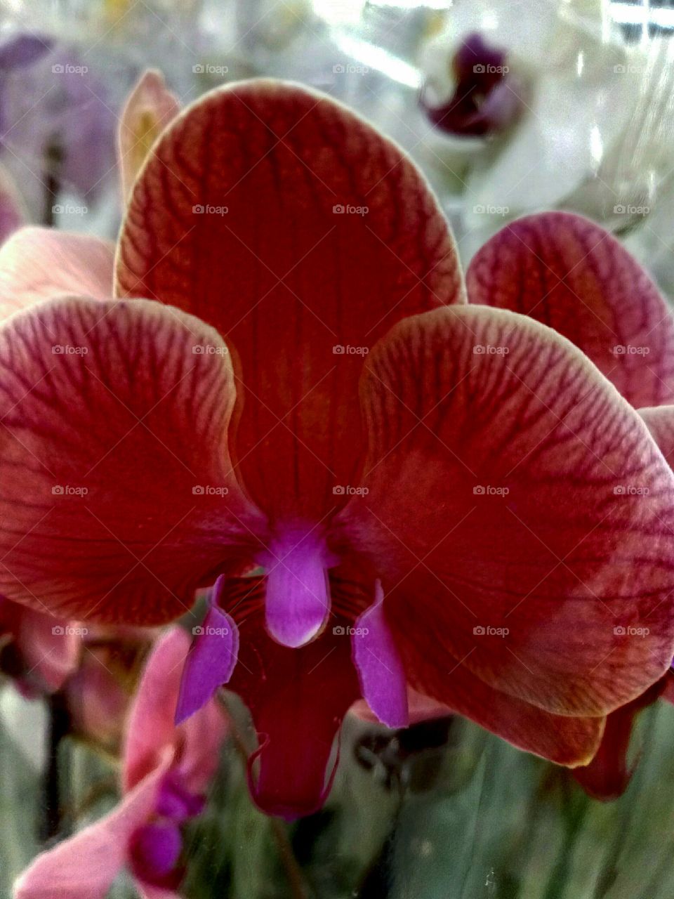 орхидеи