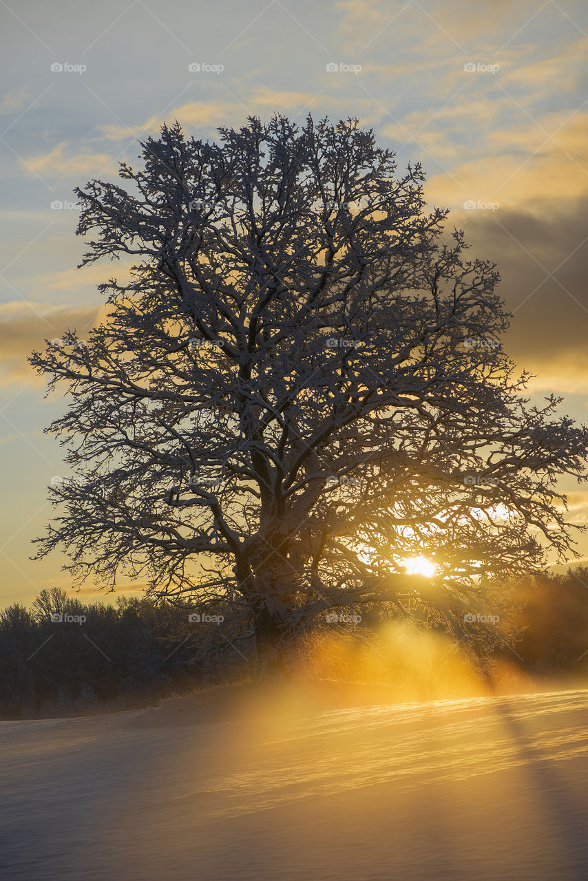 Oak tree in winter morning,sunrise