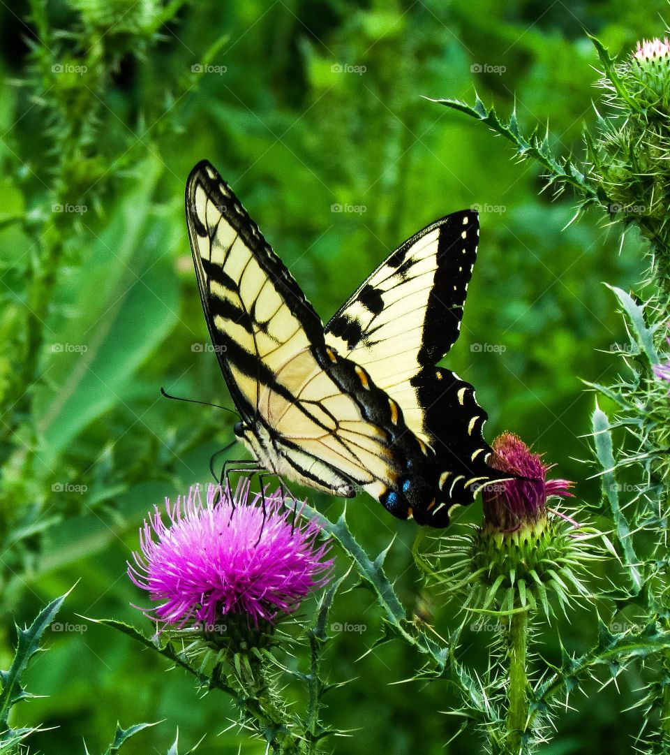 Butterfly on thistle flower