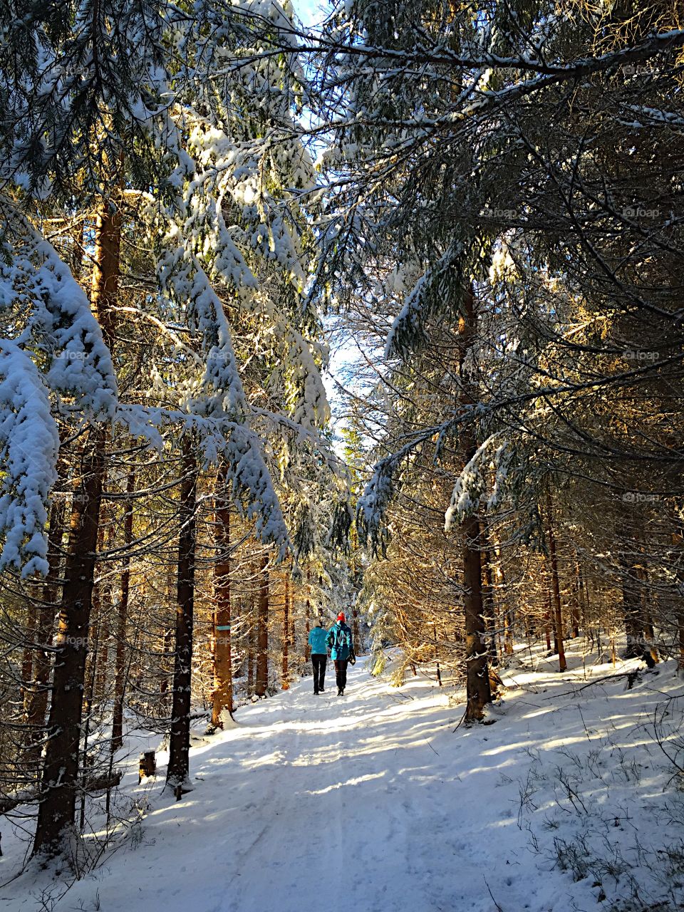 Hiking in the forest