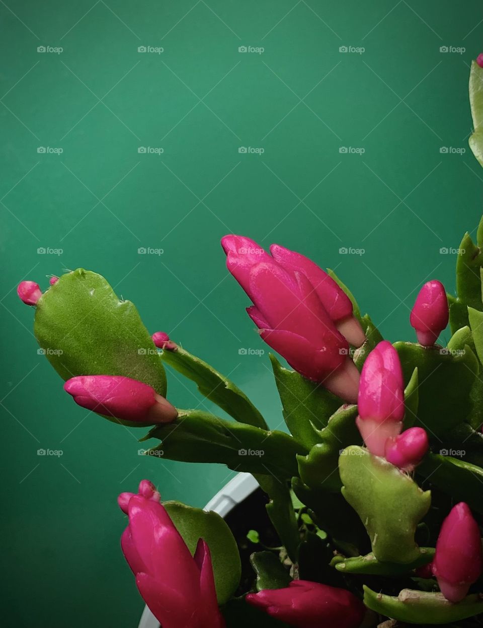 Crab cactus or thanksgiving cactus in bloom