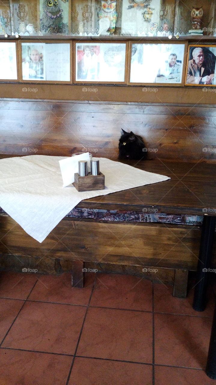 Black cat in café Owl in Vyborg