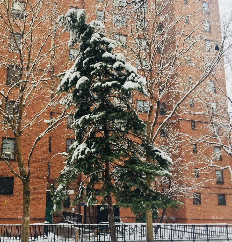 A green tree with white snow