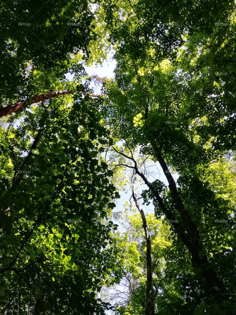 The green color stories