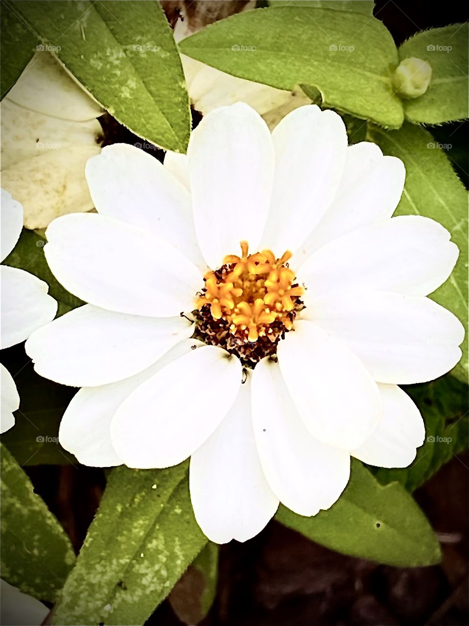 White Flower