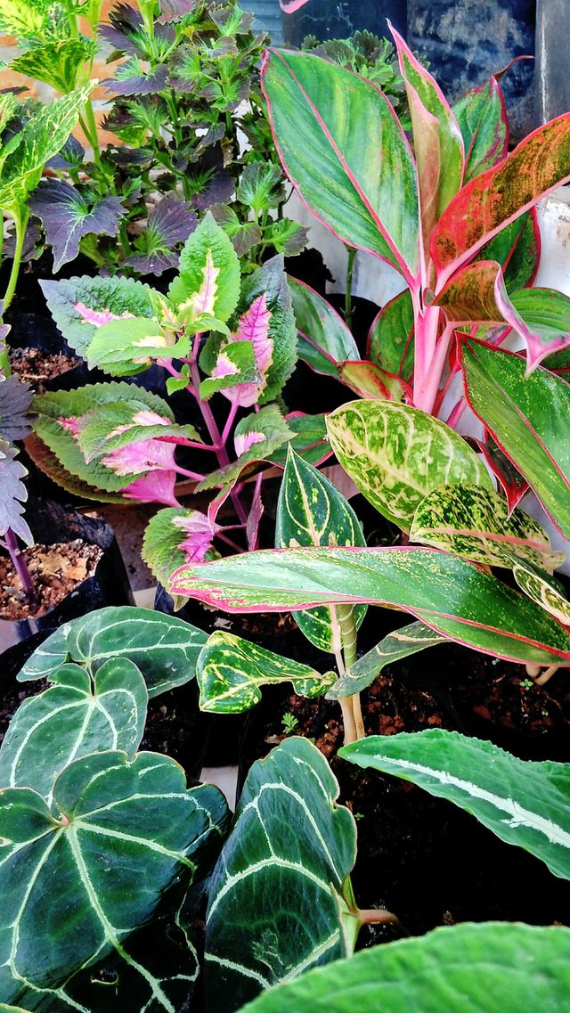 leaf