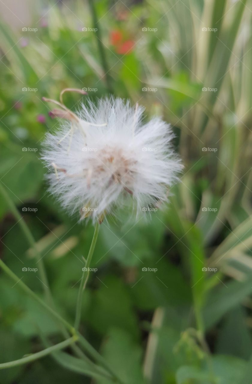 white fuzzy flower