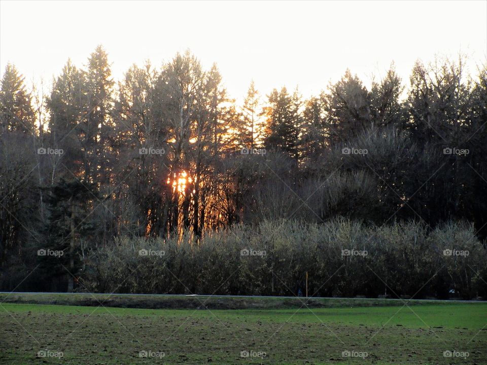 sunset through woods