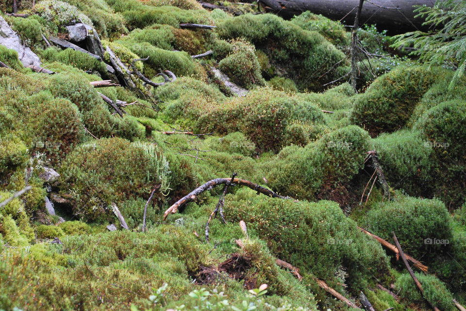 Summer Carpathian Mountains. In the forest. 