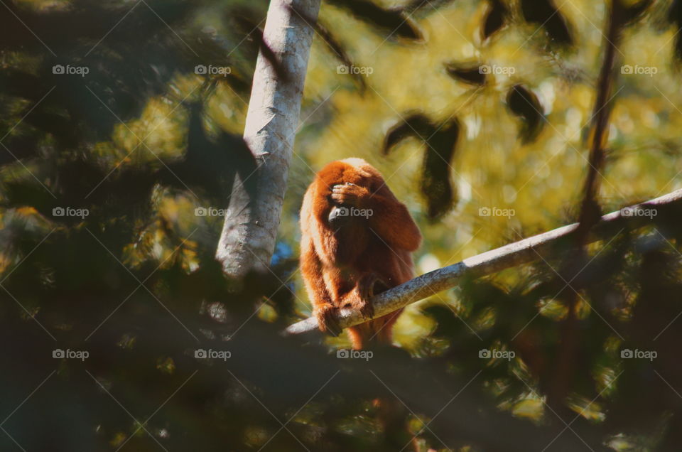 Howler monkey in denial