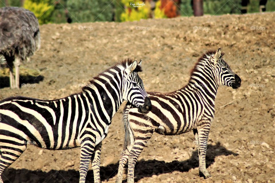 The Zebras