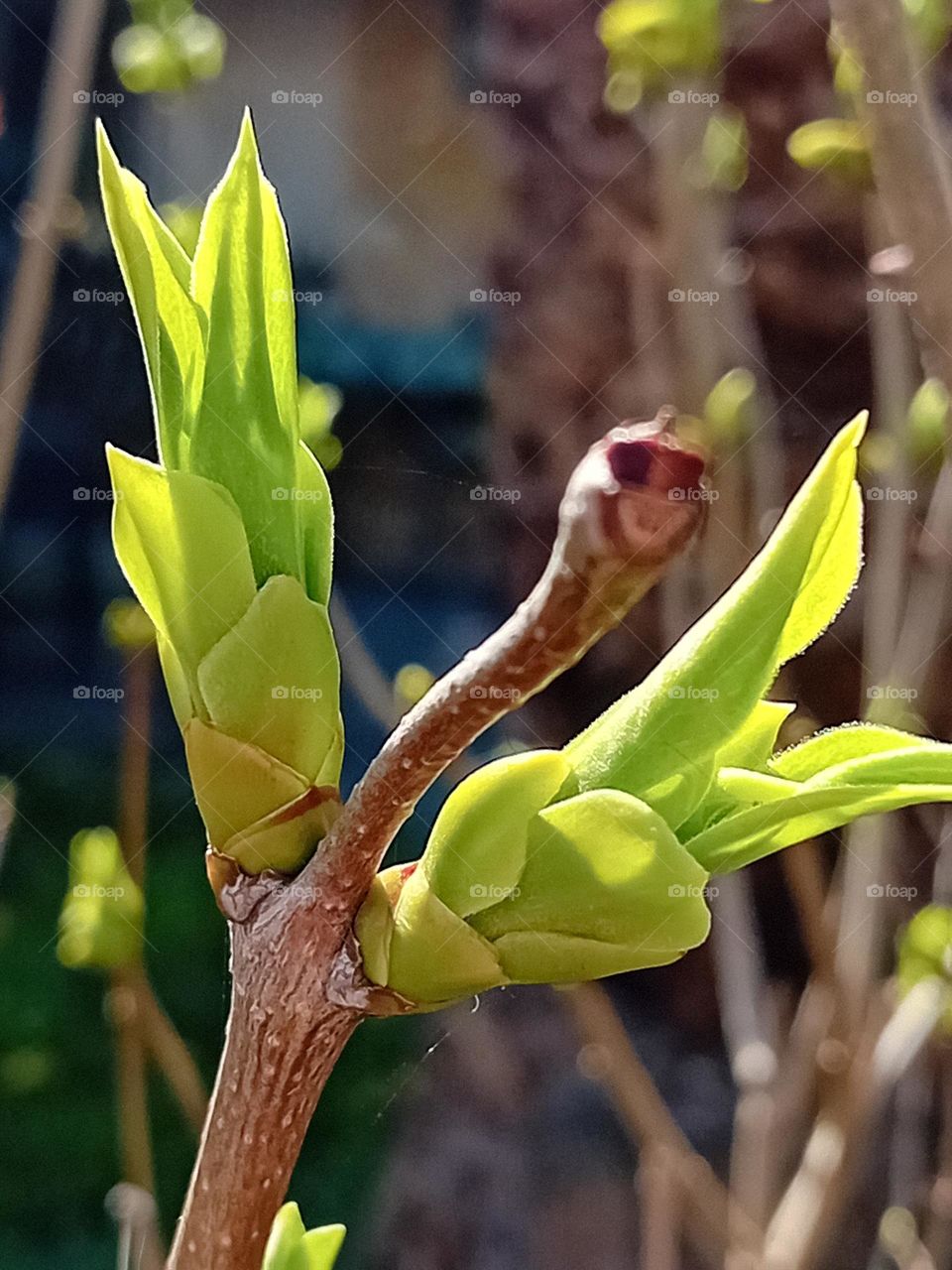 the first budding