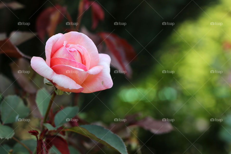 Lovely pink rose