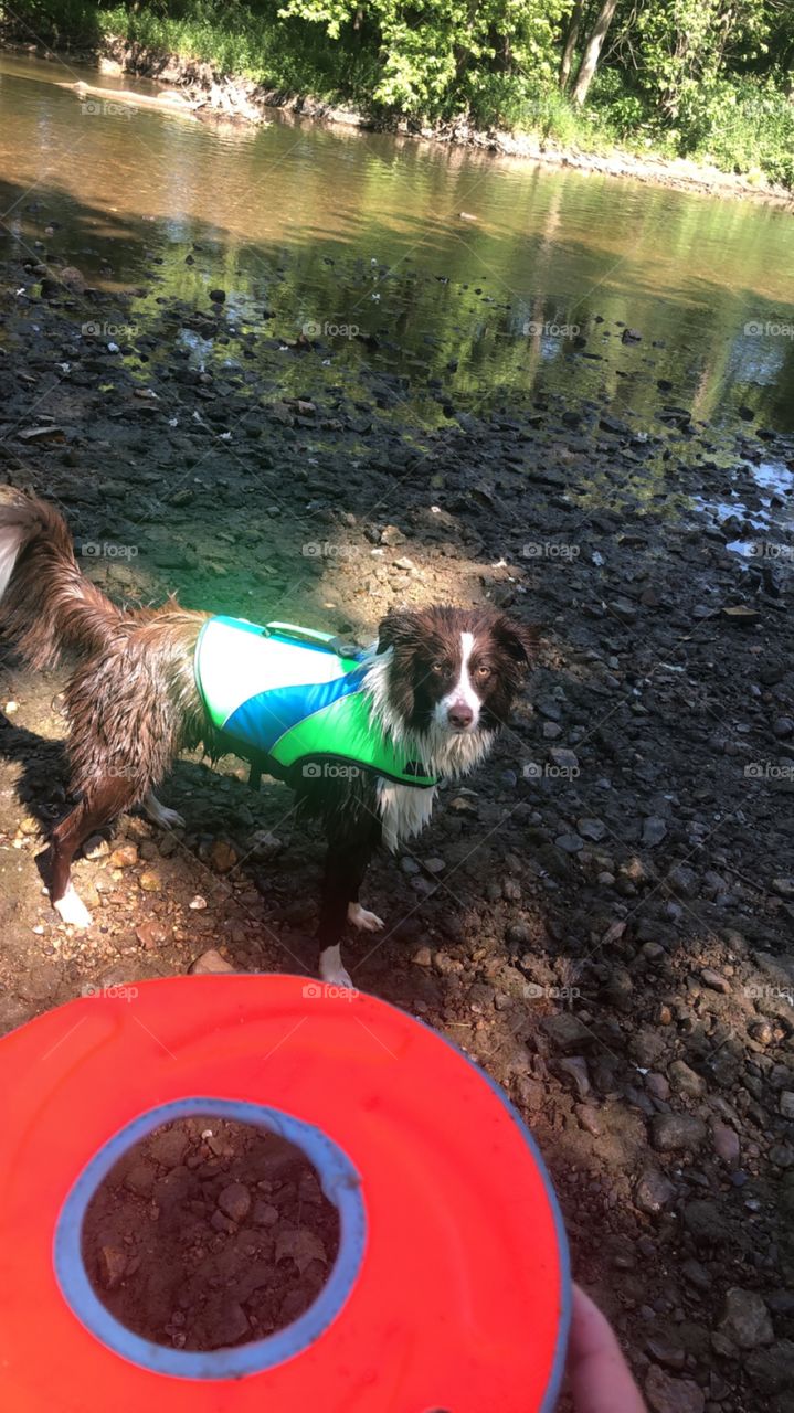 Being an outdoors pup is quite the challenge. I have to chase all the wild animals, as well as fight off some fish for this frisbee!