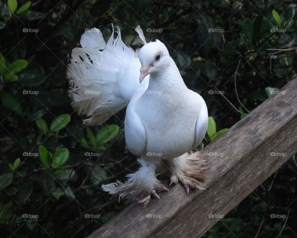 pigeon in Kerala