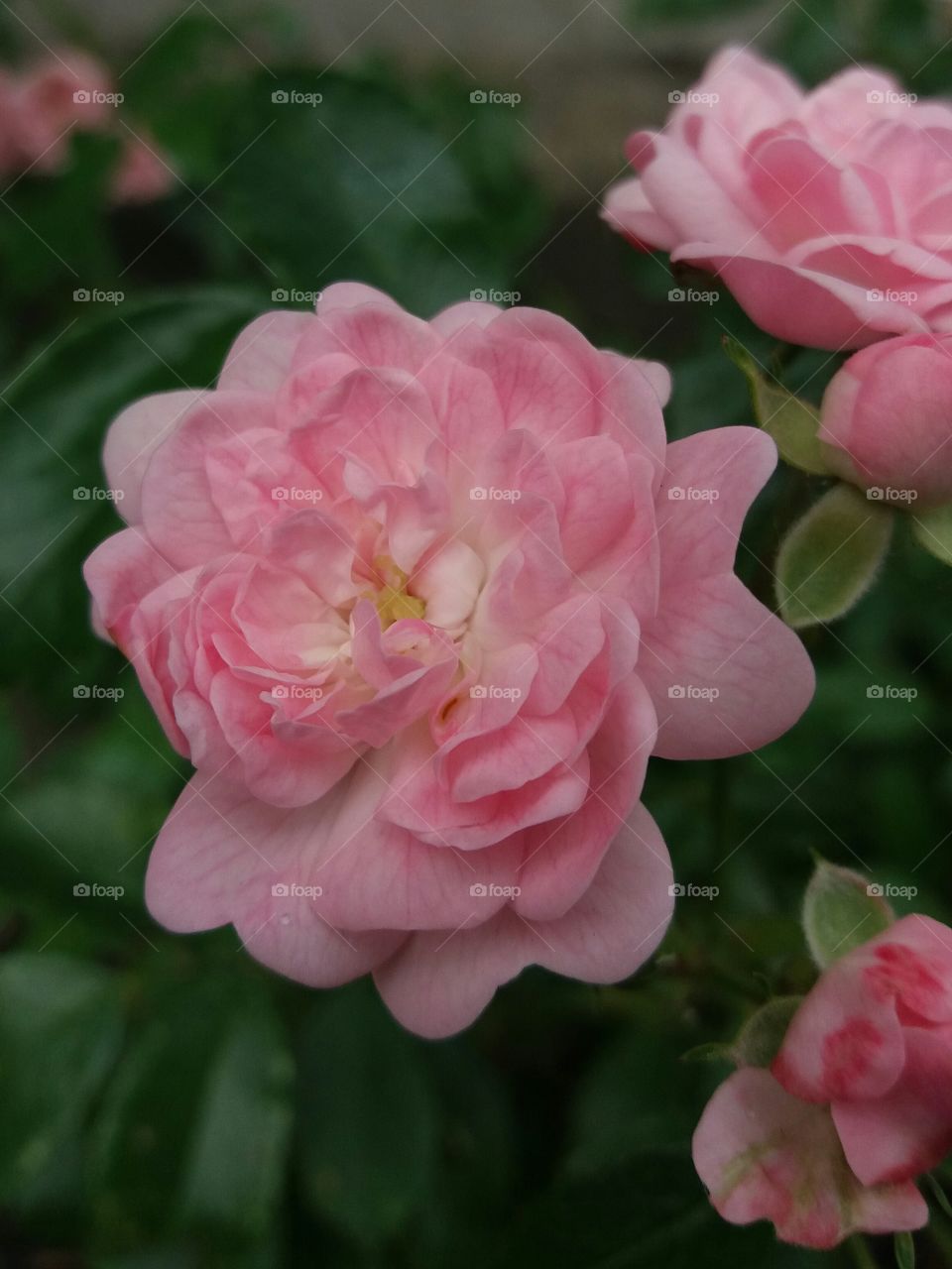 wild  rose