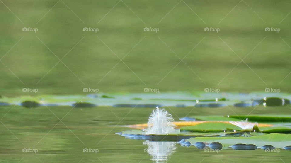 Feather on water