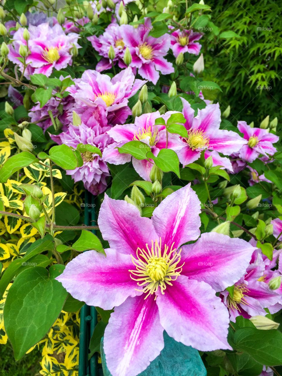 The flowers are in full bloom blooming pink , alternating green leaves in summer garden 