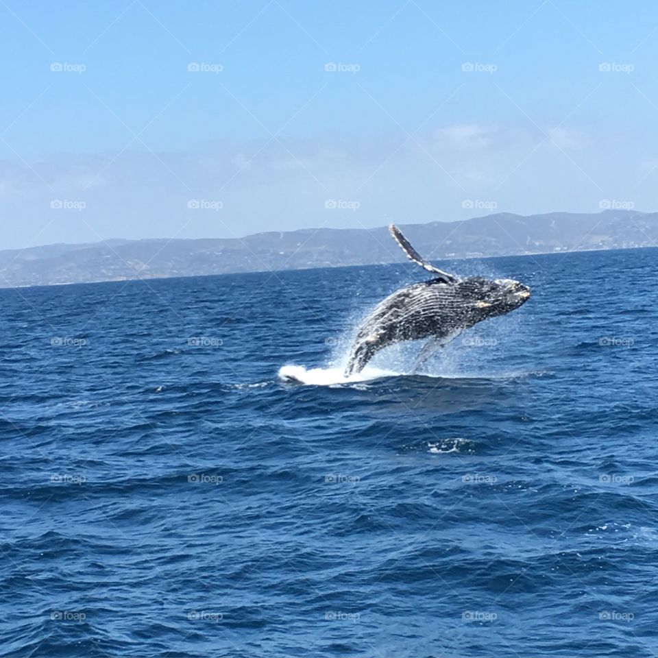 Humpback Whale || Dana Point, California
